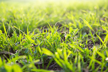 Close-up of green grass, concept of environment