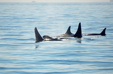 Pod of Orca Killer whales with a calf, blowing and swimming in blue Ocean, Victoria, Canada