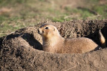 Black-Tailed Prairie Dog (Cynomys ludovicianus) sitting in the burrow, copy space, selected focus