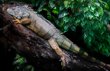 Green iguana male. Latin name - Iguana iguana	