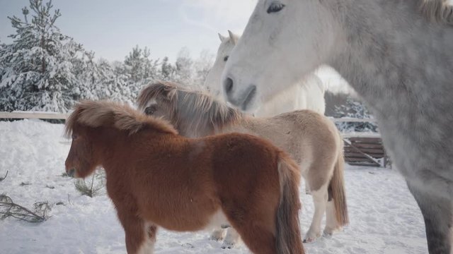Horses of different breeds standing at the winter ranch. Two small ponies and one white horse are in the foreground of beautiful gray dappled horse. Concept of horse breeding
