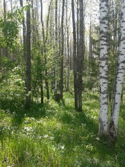 nature, forest, greenery, flowers, sun