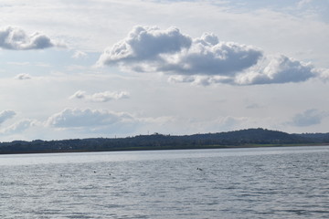 Pong Dam Lake Wildlife Sanctuary ,Himachal Pradesh 
