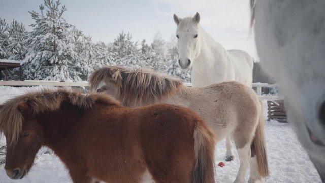 Beautiful horses and pony standing at the winter ranch. Concept of horse breeding