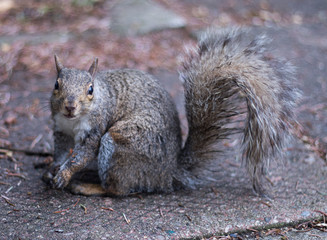 squirrel