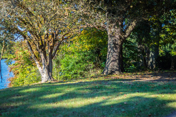 Fototapeta premium trees in the park