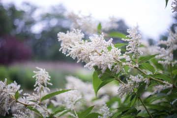 white flowers in spring