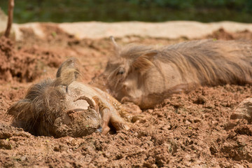 Couple common warthogs ,Phacochoerus africanus, enjoyes a mudbath in the sun. Selective focus.