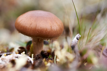 Edible mushroom close up on a background of grass and moss