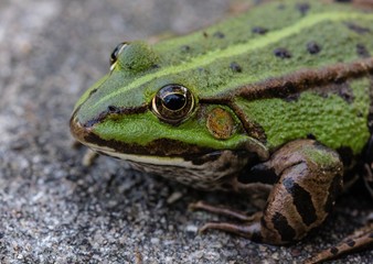 Frog portrait