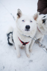 White dog breed Husky with blue eyes harnessed