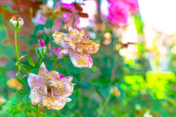 beautiful rose standing in the garden