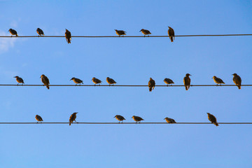 A flock of blackbirds sitting on wires similar to musical notes against a blue cloudless sky