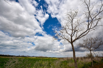 Fototapeta na wymiar Tree in the field. Spring landscape with clouds. White clouds in the blue sky. 