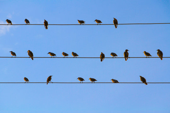 A flock of blackbirds sitting on wires similar to musical notes against a blue cloudless sky