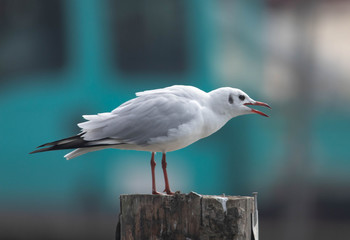 Uccello marino