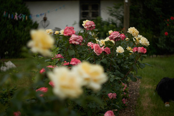 Fototapeta na wymiar White rose in a garden