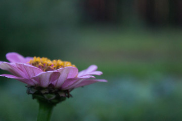 Obraz premium Violet flower zinnia on a blurred green background