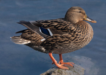 Anatra femmina  volatile migratorio d'acqua dolce