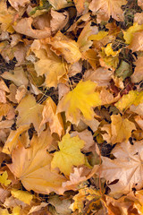 Autumn maple leaves carpet