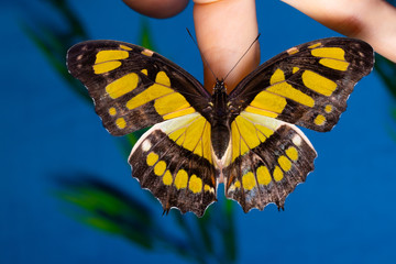 Beautiful butterfly sitting on a woman's finger