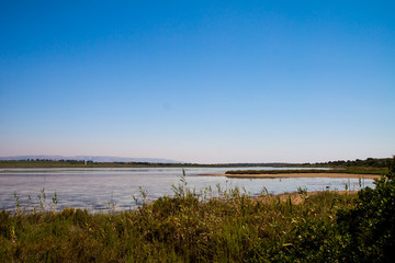 nature reserve and wildlife of Vendicari in the beautiful Italian region of Sicily in summer, lake birds and green vegetation during the trip