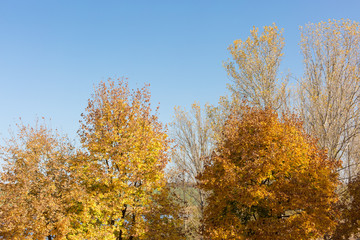 Fototapeta premium Autumn maple leaves carpet
