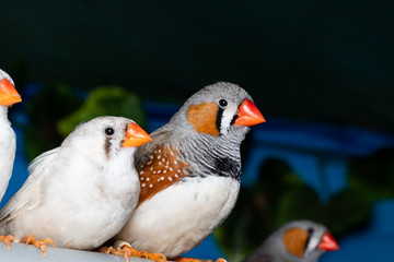 Beautiful bird, Zebra Finch (Taeniopygia guttata) perching on a branch