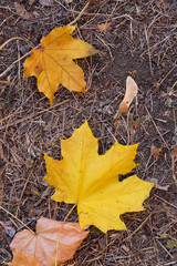 Autumn maple leaves carpet