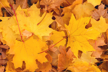 Naklejka na ściany i meble Autumn maple leaves carpet