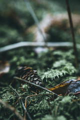 Cone in the forest