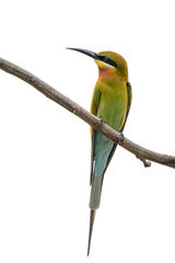 Blue-tailed bee-eater or Merops philippinus, beautiful bird perching on branch with white background, Thailand. clipping path.