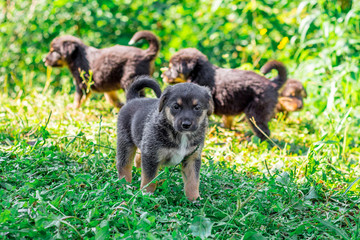 Naklejka na ściany i meble Small black puppies walk through the grass on a sunny day_