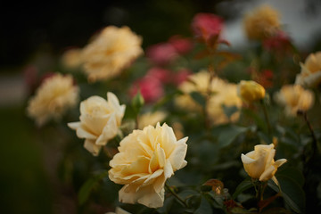 Obraz na płótnie Canvas White rose in a garden