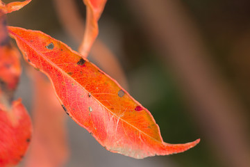 Red and Orange Autumn Leaves Background, Golden autumn in warm colors