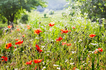 Red poppies in the garden among the green grass near the trees_
