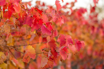 Autumn grapes with red leaves, the vine at sunset is reddish yellow	
