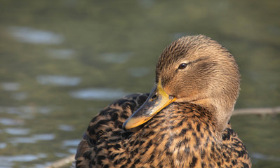 Ritratto di anatra migratoria