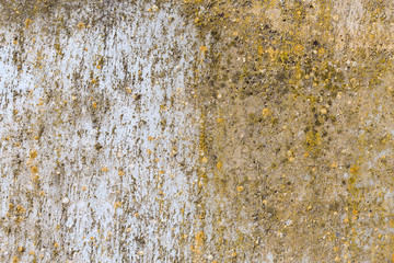 Asbestos slate texture concrete covered with lichen and moss	