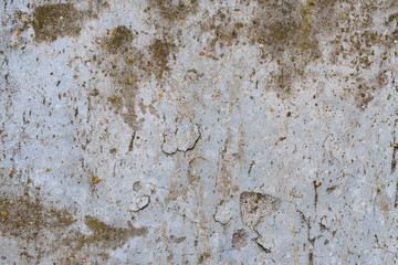 Asbestos slate texture concrete covered with lichen and moss	