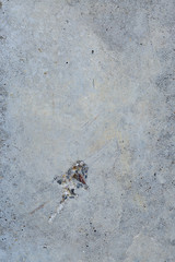 Asbestos slate texture concrete covered with lichen and moss	