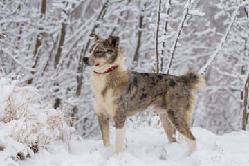 Dogs play in the snow in winter, Beautiful portrait of a pet on a sunny winter day	