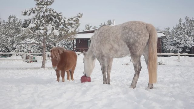 Small brown pony and big white dappled horse spend time outdoors at a winter ranch. Horse trying to eat red rubber ball. Camera moves right and closer. Concept of horse breeding