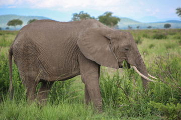 Naklejka na ściany i meble elephant in the wild in park mikumi. Tanzania