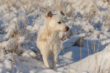 Dogs play in the snow in winter, Beautiful portrait of a pet on a sunny winter day	