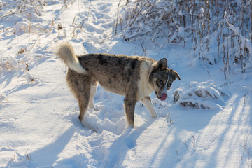 Dogs play in the snow in winter, Beautiful portrait of a pet on a sunny winter day	