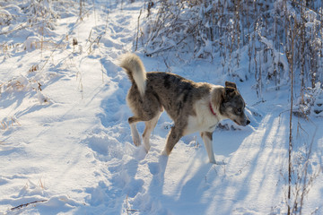 Dogs play in the snow in winter, Beautiful portrait of a pet on a sunny winter day	