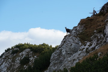Chamois rupicapra on rock