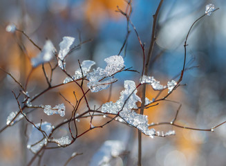 Frozen bush branches cover with shiny ice.