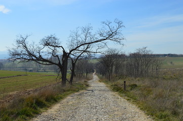 Árboles